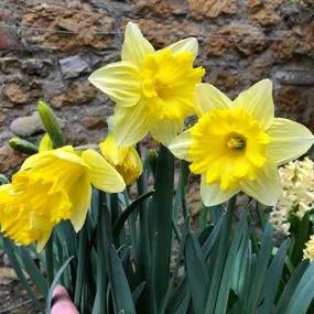 Unsurpassable Daffodil (Narcissus Unsurpassable) Img 3